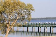 gamta-81