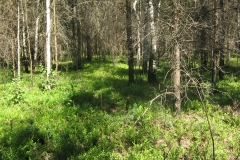 zygis_aplink_rekyva-61