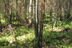 zygis_aplink_rekyva-62